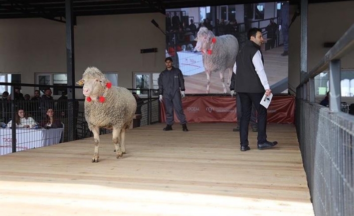 Bandırma'da damızlık koç 27 bin 500 liralık rekor fiyata alıcı buldu