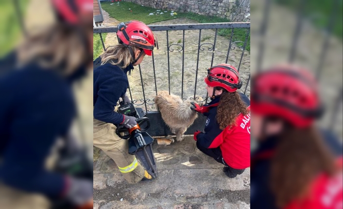 Balıkesir Balya'da köpek korkuluklara sıkıştı, İtfaiye yardıma koştu