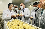 AVRUPA’NIN EN BÜYÜK KULUÇKAHANESİ BALIKESİR’DE