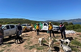 Sokak hayvanlarına jandarma şefkati