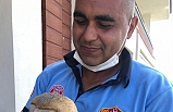 Peçeli baykuş balkonda mahsur kaldı, itfaiye kurtardı