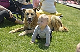 Pet Festivali Kemerburgaz'da yapılacak
