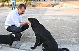 Büyükşehir’den sokaktaki canlar için  "Aileye katılma hareketi"