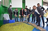 Ayvalık’ta “Zeytinin Babasına” özel erken hasat