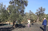 Burhaniye Belediyesi Zeytinyağları için hasat başladı