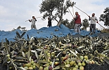 Edremit'te yeni zeytin hasat dönemi telaşı yaşanıyor.