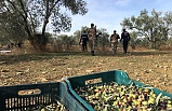 Edremit'te zeytin hırsızları kıskıvrak yakalandı  