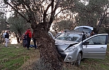 Zeytin ağacına çarparak durdu