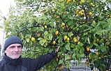 Burhaniye’de limon bereketi