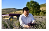 Altıeylül Lavanta Bahçesi Büyüyor