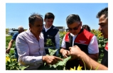 Ayçiçeği, tırtıllardan ZİHA’lar ile korunuyor