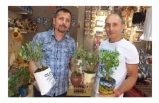 Burhaniye’de bodur zeytin ağaçları hediyelikler arasına girdi