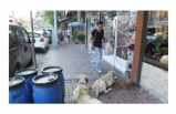 Burhaniye’de sokak köpekleri kaldırım kapattı