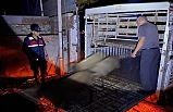 Koyun hırsızları kıskıvrak yakalandı