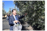 Başkan Yılmaz, zeytinin serüvenini anlattı