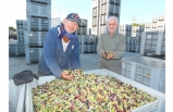 Burhaniye’de Yeşil Zeytin Alımına Başlandı Fiyatlar Tatmin Etmedi