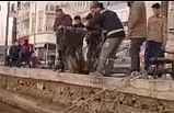 Ayvalık'ta Akdeniz fok balığı şaşkınlığı..