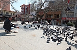 Burhaniye’de güvercin besleyenlerin sayısı arttı