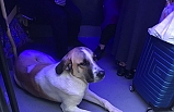 Edremit'te yolculuğu seven bu köpek minibüsçülerin maskotu oldu  
