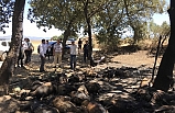 Burhaniye'de yanan çiftlikte Kaymakam incelemelerde bulundu
