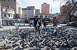 Burhaniye’de bu güvercinler çok şanslı