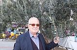 Burhaniye’de Son Yağışlar Zeytincileri Sevindirdi