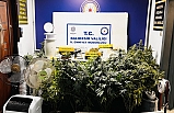 Ayvalık'ta evde bulunan uyuşturucu tarlasına polis baskını