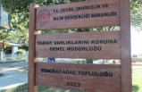 Burhaniye'de tarihi meşe ağaçları koruma altına alındı