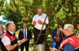 Vali Ustaoğlu Havran'da incirden sonra Kepsut'ta şeftali topladı