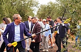 Ayvalık'ta yılın ilk zeytin hasadı gerçekleştirildi