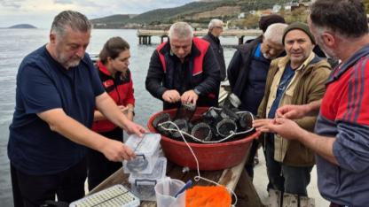 Marmara Adası’nda 400 adet yavru ıstakoz denize bırakıldı.