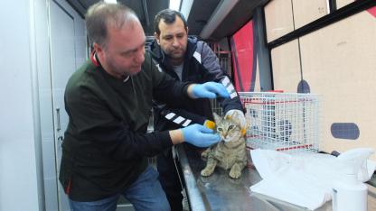 Balıkesir’de Can Dost’la sokak hayvanlarına ücretsiz tedavi desteği