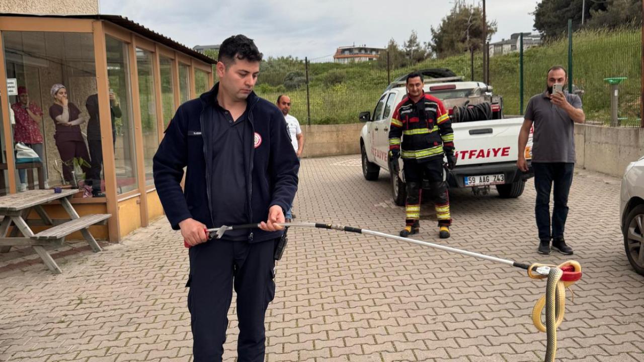 Bandırma’da yılan paniği