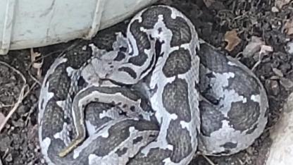 Gönen’de yılan paniği