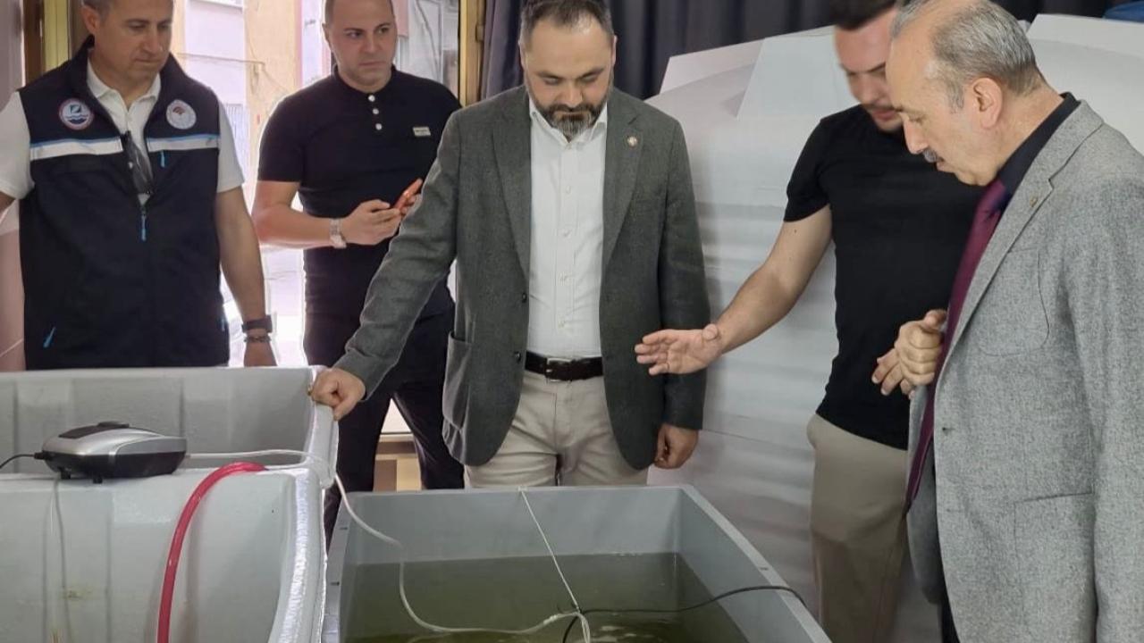 Türkiye’de Bir İlk: Balıkesir’de 120 Bin Deniz Patlıcanı Yavrusu Üretildi