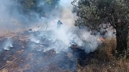 Burhaniye’de Araç Yangını Zeytinliğe Sıçradı