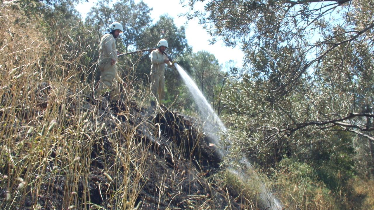 Burhaniye’de çıkan arazi yangınında çok sayıda zeytin ağacı zarar gördü