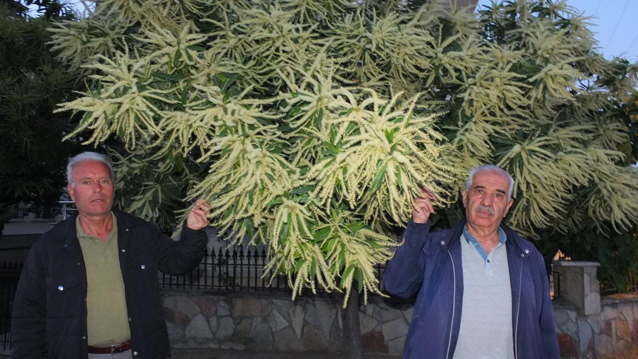 Burhaniye’de kestane ağaçları çiçek açtı