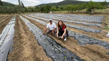 Erdek’te çilek üretimi yaygınlaşıyor
