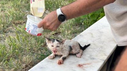 Gömeç'te yavru kedi için seferberlik