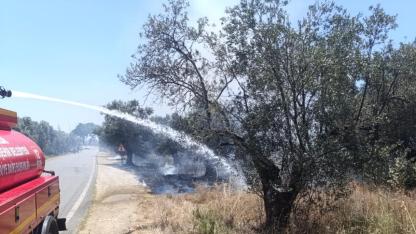 Havran'da zeytinlik alanda ot yangını