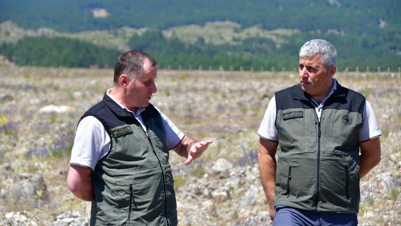 Lavantalar Çiçek Açtı, Bal Ormanı Geleceğe Nefes Oluyor