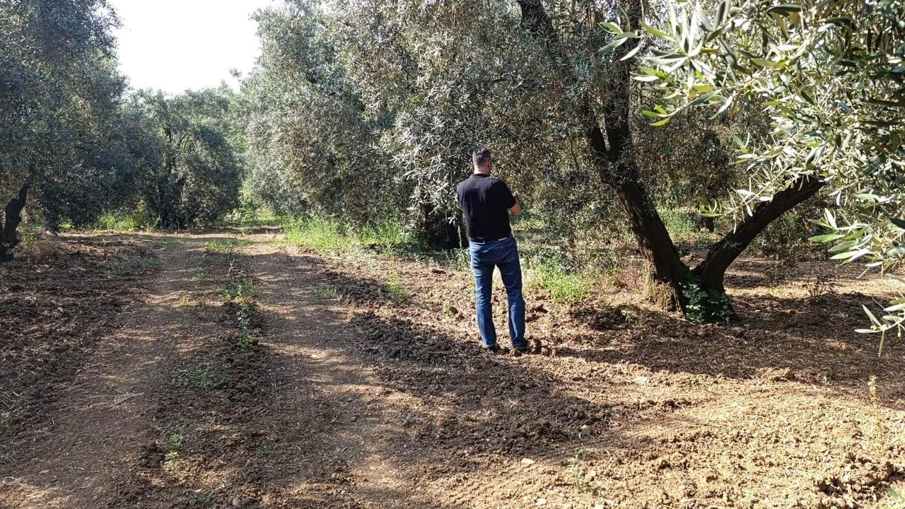 Zeytin Sineğine Karşı Mücadele Sürüyor