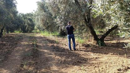 Zeytin sineğine karşı mücadele sürüyor