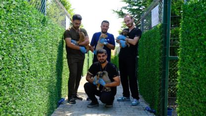 Altıeylül'de can dostlar güvenle yaşıyor