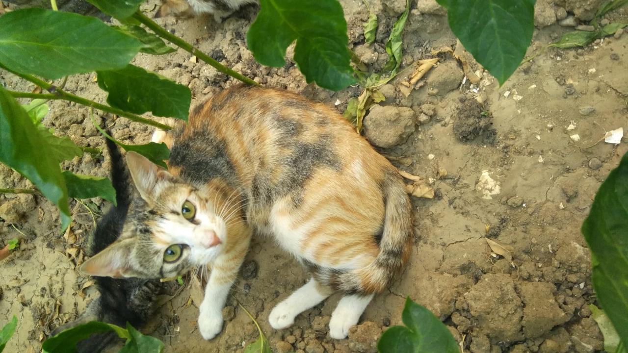 Burhaniye'de havalandırma boşluğunda mahsur kalan iki kedi kurtarıldı