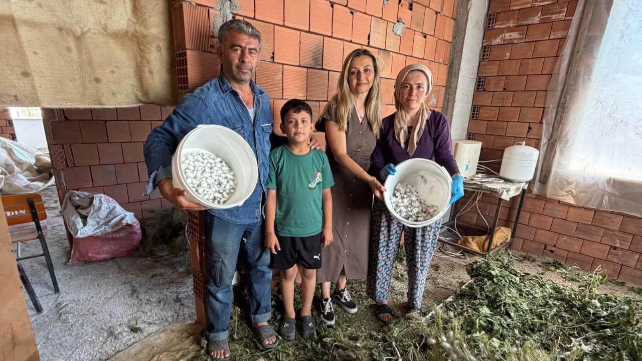 Burhaniye'de İpek Böcekçiliğinde ilk kozalar hasat edildi