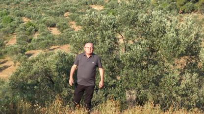 Burhaniye'de zeytin üreticisi devlet desteği bekliyor
