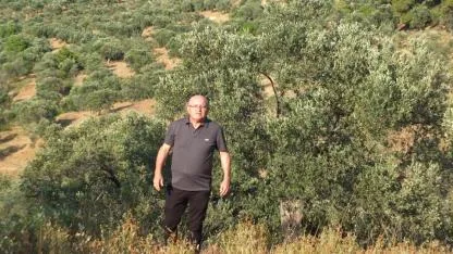 Burhaniye'de zeytin üreticisi devlet desteği bekliyor