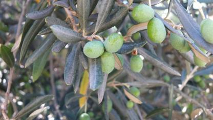 Edremit Körfezi'nde Zeytin Üreticisi Devlet Desteği Bekliyor